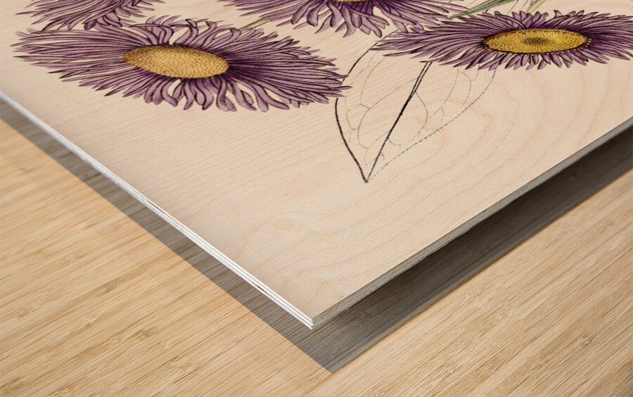 Shewy stenactis from Edwards Botanical Register 1829-1847  by Sydenham Edwards John Lindley and James Ridgway. Wood print