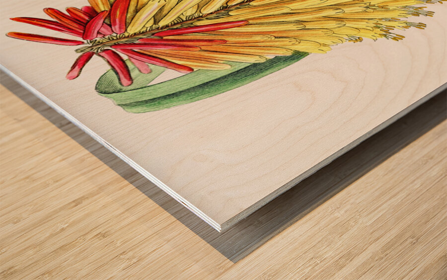 Burchells tritoma from Edwards Botanical Register 1829-1847  by Sydenham Edwards John Lindley and James Ridgway. Wood print