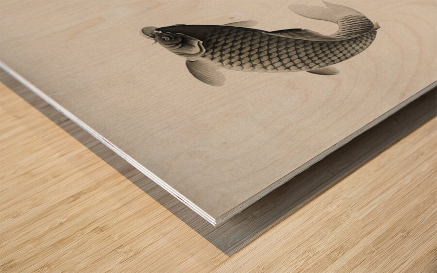 Three carps 1877-1945 by Ohara Koson 1877-1945. Wood print